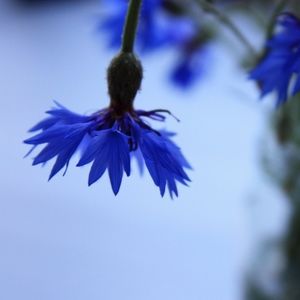 Meet your Posher Bloomlullaby!